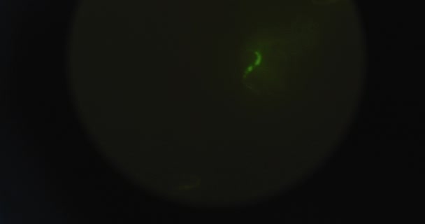 Handbild Hervorgehobener Grüner Mikroorganismen Elegans Nematodenwürmer Unter Dem Mikroskop Bewegung — Stockvideo