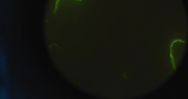 Vurgulanmış Yeşil Mikroorganizmalar Mikroskop Altında Elegans Nematode Solucanları Bir Petri — Stok video
