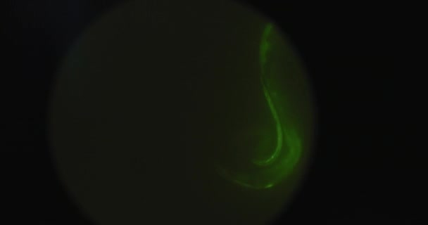 Colpo Palmare Microrganismi Verdi Evidenziati Vermi Nematodi Elegans Microscopio Movimento — Video Stock