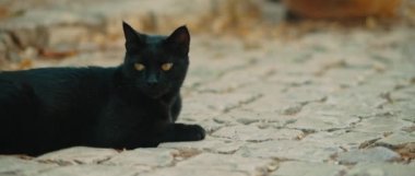Siyah sarı gözlü kedi kaldırımda uzanıyor ve dinleniyor, ağır çekim, el kamerası, orta vuruş, Bmpcc 4k