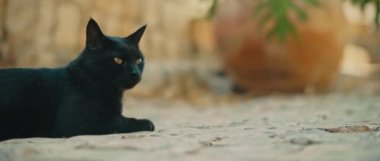 Siyah sarı gözlü kedi kaldırımda uzanıyor ve dinleniyor, ağır çekim, el kamerası, orta vuruş, Bmpcc 4k