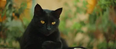 Siyah gözlü kedi dinleniyor ve miyavlıyor, doğa arka planı, yavaş çekim, el kamerası, orta çekim, Bmpcc 4k