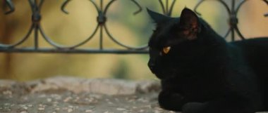 Sarı gözlü kara kedi metal bir çitin yanında yatıp etrafa bakıyor. Yeşil doğa geçmişi. Yavaş çekim, el bilgisayarı, orta boy. Bmpcc 4k