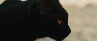 Siyah sarı gözlü kedi, yan profil, yakın çekim, yavaş çekim. Bmpcc 4k