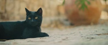 Siyah sarı gözlü kedi, saksı bitkisinin yanında, kaldırımda uzanıyor ve dinleniyor, ağır çekimde, el kameralı, orta ölçekli Bmpcc 4k