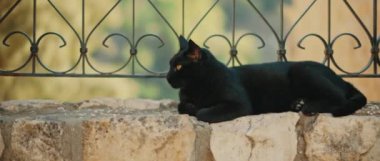 Siyah sarı gözlü kedi metal bir çitin yanında yatıyor, etrafa bakıyor, arka planda ağaçlar var. Yavaş çekim, el bilgisayarı. Bmpcc 4k