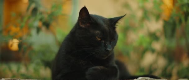Czarny Kot Żółtymi Oczami Robi Się Senny Naturze Zielone Tło — Wideo stockowe