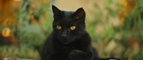 Schwarze Katze Mit Gelben Augen Entspannend Naturgrüner Hintergrund Zeitlupe Handheld — Stockvideo