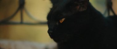 Metal bir çitin yanında yatan sarı gözlü kara kedi. Yeşil doğa geçmişi. Yavaş çekim, el bilgisayarı, yakın çekim. Bmpcc 4k