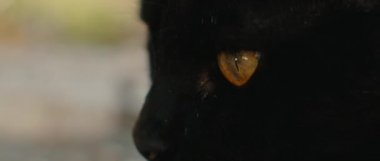 Siyah sarı gözlü kedi başka tarafa bakıyor, gözler kapalı, yavaş çekim. Bmpcc 4k