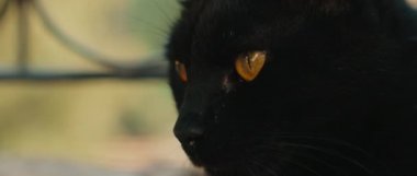 Siyah sarı gözlü kedi uykuya dalıyor, gözleri kapıyor, yavaş çekimde kapanıyor.. 