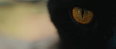 Siyah sarı gözlü kedi başka tarafa bakıyor, gözler kapalı, yavaş çekim. Bmpcc 4k