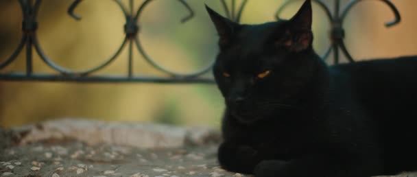Gato Negro Con Ojos Amarillos Acostado Junto Una Valla Metálica — Vídeos de Stock