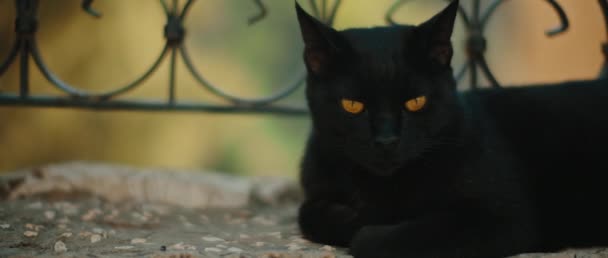 Zwarte Kat Met Gele Ogen Liggend Naast Een Metalen Hek — Stockvideo