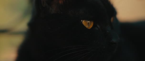 Gato Olhos Amarelos Preto Olhando Para Longe Perto Câmera Lenta — Vídeo de Stock