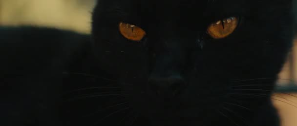 Gato Negro Ojos Amarillos Acostado Junto Una Valla Metálica Mirando — Vídeos de Stock