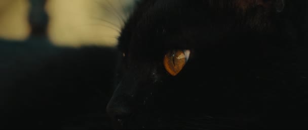 Černá Žlutooká Kočka Dívá Stranou Oči Zavřené Zpomalený Pohyb Skrytá — Stock video