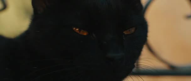 Gato Negro Ojos Amarillos Mirando Hacia Otro Lado Ojos Cerrados — Vídeos de Stock