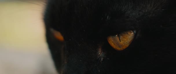 Black Yellow Eyed Cat Looking Away Eyes Close Slow Motion — Stock Video