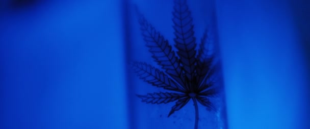 Close Uma Folha Cannabis Desenho Com Iluminação Azul Escuro Fundo — Vídeo de Stock