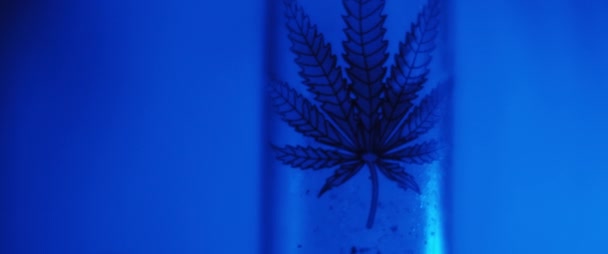 Close Cannabis Leaf Drawing Dark Blue Lighting Background Handheld Slow — Stock Video