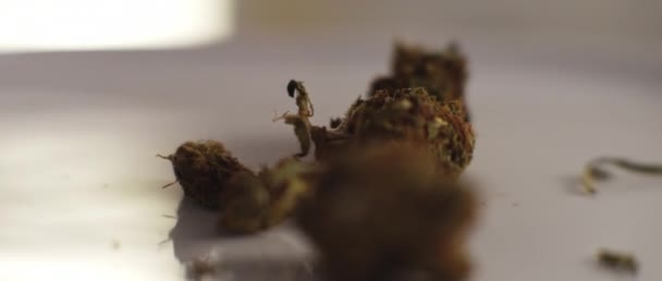 Brotes Cannabis Cayendo Plato Cámara Lenta Cbd Imágenes Thc Cerca — Vídeos de Stock