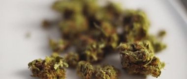 Kenevir tomurcuklarını kapatın beyaz bir plaka, sığ bir alan derinliği, yavaş çekim, Bmpcc 4k. Marihuana, ot, sigara konsepti. Cbd, Thc görüntüleri