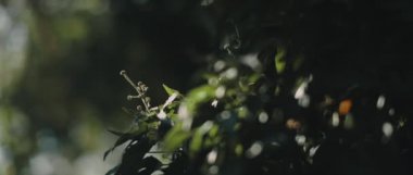 Gölgede yeşil yapraklar ve güneş ışığı. Yaklaş, sığ derinlik, bokeh, yavaş çekim. Doğanın arka planı, B-roll. BMPCC 4K