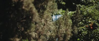 Gölgede Thuja ağaçları ve güneş ışığı. Sığ derinlikte dosyalanmış bokeh, ağır çekim. Doğanın arka planı, B-roll. BMPCC 4K