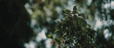 Yaygın olarak kullanılan böğürtlen ağacı (ayrıca böğürtlen, kunduz ağacı olarak da bilinir) güzel güneş ışığı ve bokeh arkaplanıyla. Sığ derinlikte, ağır çekimde. Doğa geçmişi, sinematik B-roll. BMPCC 4K