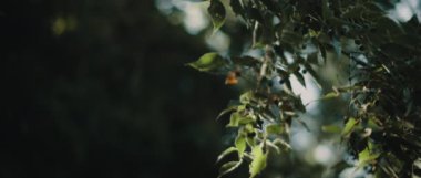 Yaygın olarak kullanılan böğürtlen ağacı (ayrıca böğürtlen, kunduz ağacı olarak da bilinir) güzel güneş ışığı ve bokeh arkaplanıyla. Sığ derinlikte, ağır çekimde. Doğa geçmişi, sinematik B-roll. BMPCC 4K