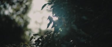 Ormanın ortasındaki koyu yeşil yaprakların arasından parlayan güneş ışınları. BOKEH, yavaş hareket, kapanış. Doğa geçmişi, sinematik B-roll. BMPCC 4K