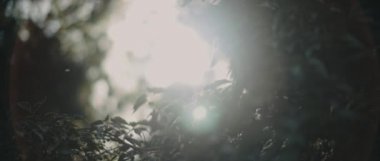 Ormanın ortasındaki koyu yeşil yaprakların arasından parlayan güneş ışınları. BOKEH, yavaş hareket, kapanış. Doğa geçmişi, sinematik B-roll. BMPCC 4K