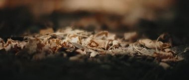 Güneş sonbahar yaprakları üzerinde parlar ormanda yerde yatar. Yaklaş, sığ derinlik, bokeh, yavaş çekim. Doğa geçmişi, sinematik B-roll. BMPCC 4K