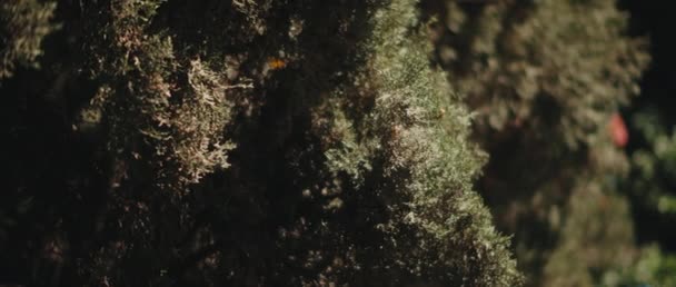 太陽の光で影の中にThujaの木 提出の浅い深さ スローモーション 自然背景 Bロール Bmpcc — ストック動画