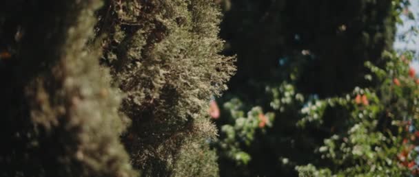 Gölgede Thuja Ağaçları Güneş Işığı Sığ Derinlikte Dosyalanmış Bokeh Ağır — Stok video