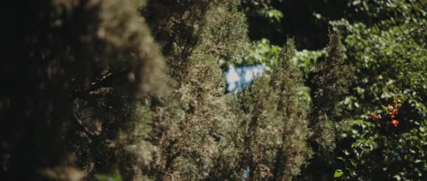 Árvores Thuja Sombra Com Luz Solar Profundidade Rasa Arquivado Bokeh — Vídeo de Stock
