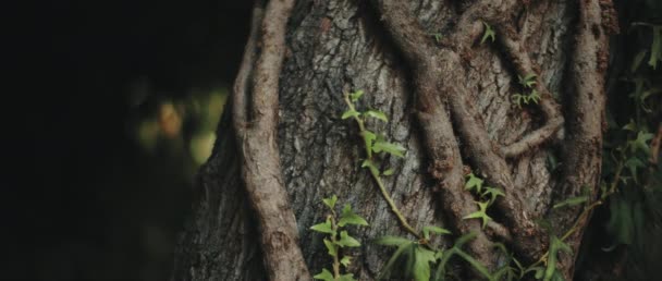 Folhas Videira Penduradas Grande Tronco Árvore Floresta Aproxime Profundidade Rasa — Vídeo de Stock