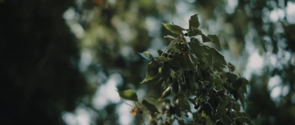 美しい太陽の光とボケの背景を持つ一般的なハックベリーの木 シュガーベリー ビーバーウッドとして知られています 提出された 遅い動きの浅い深さ 自然の背景 映画のBロール Bmpcc — ストック動画