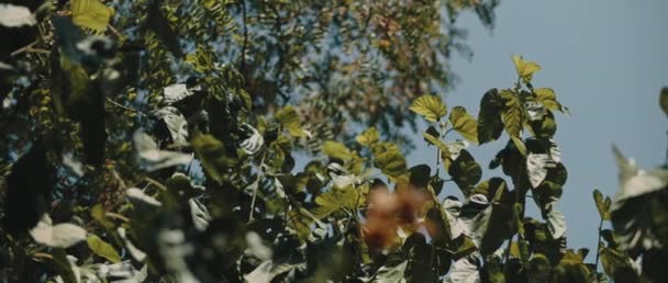 Lindas Folhas Verdes Sob Céu Azul Soprando Vento Profundidade Rasa — Vídeo de Stock