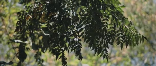 Ramas Árboles Con Hojas Moviéndose Brisa Del Viento Profundidad Superficial — Vídeo de stock