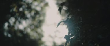 Ormanın ortasındaki koyu yeşil yaprakların arasından parlayan güneş ışınları. BOKEH, yavaş hareket, kapanış. Doğa geçmişi, sinematik B-roll. BMPCC 4K