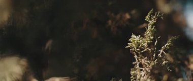 Bir thuja ağacının yapraklarındaki güneş lekeleri, ormanda güneşli bir gün. BOKEH, Yavaş Hareket, Yaklaş, Shallow Dof. Doğa geçmişi, sinematik B-roll. BMPCC 4K