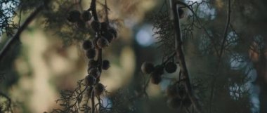 Arizona 'nın yakın görüntüsünde rüzgarda hareket eden selvi ağacı yaprakları ve tohumları. BOKEH, yavaş hareket, Shallow Dof. Doğa geçmişi, sinematik B-roll. BMPCC 4K