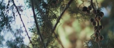 Arizona 'nın yakın görüntüsünde rüzgarda hareket eden selvi ağacı yaprakları ve tohumları. BOKEH, yavaş hareket, Shallow Dof. Doğa geçmişi, sinematik B-roll. BMPCC 4K