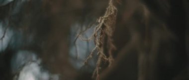 Güzel bir bokeh arkaplanı olan kuru ağaç dallarının yakın görüntüsü. Yavaş hareket et, Shallow Dof. Doğa geçmişi, sinematik B-roll. BMPCC 4K