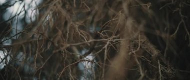 Güzel bir bokeh arkaplanı olan kuru ağaç dallarının yakın görüntüsü. Yavaş hareket et, Shallow Dof. Doğa geçmişi, sinematik B-roll. BMPCC 4K