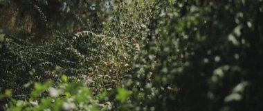 Güneşli bir günde rüzgarda hareket eden yeşil çalılar. Yavaş hareket et, Shallow Dof. Doğa geçmişi, sinematik B-roll. BMPCC 4K