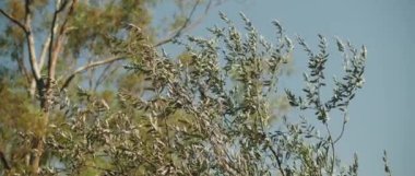 Rüzgarda esen ağaç dalları ve arka planda mavi gökyüzü. Yavaş bir hareket yap. Doğa geçmişi, sinematik B-roll. BMPCC 4K