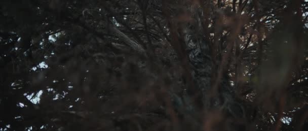 用干枯的树枝把树的近处关上 透过它往里看 低角度的视野 慢动作 自然背景 电影B Roll Bmpcc — 图库视频影像